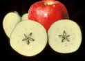 O significado oculto da maçã e as 4 maçãs que mudaram o mundo